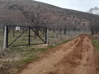 KİRAZ BAHÇESİ  7.500 m²  KİRAZ VERİMİ 12 ile 13 ton
