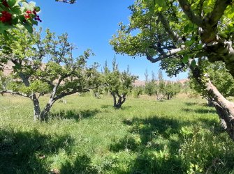 15.000m² ELMA BAHÇESİ ELEKTRİK ABONELİĞİ VE DEPO İLE EV OLAN