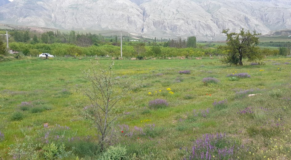 BADEMDERE KÖYÜ 7.400m² ELEKTRİK OLAN YATIRIMLIK  - Fotoğraf 4 | Turasan Emlak Niğde