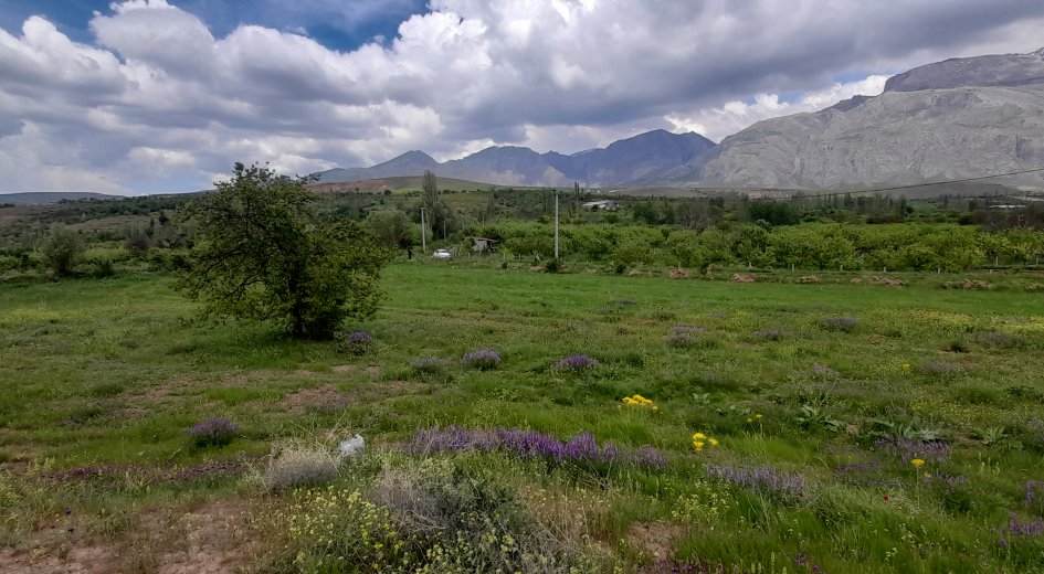BADEMDERE KÖYÜ 7.400m² ELEKTRİK OLAN YATIRIMLIK  - Fotoğraf 6 | Turasan Emlak Niğde