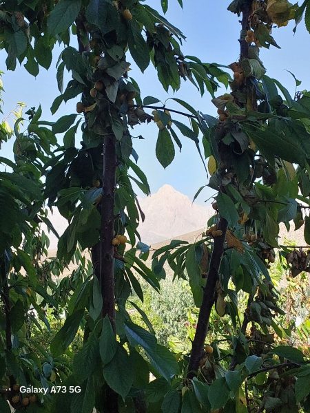 Çamardı Burçta Satılık 739.54m² Arsa İçinde 2+1 Müstakil Ev. - Fotoğraf 26 | Turasan Emlak Niğde