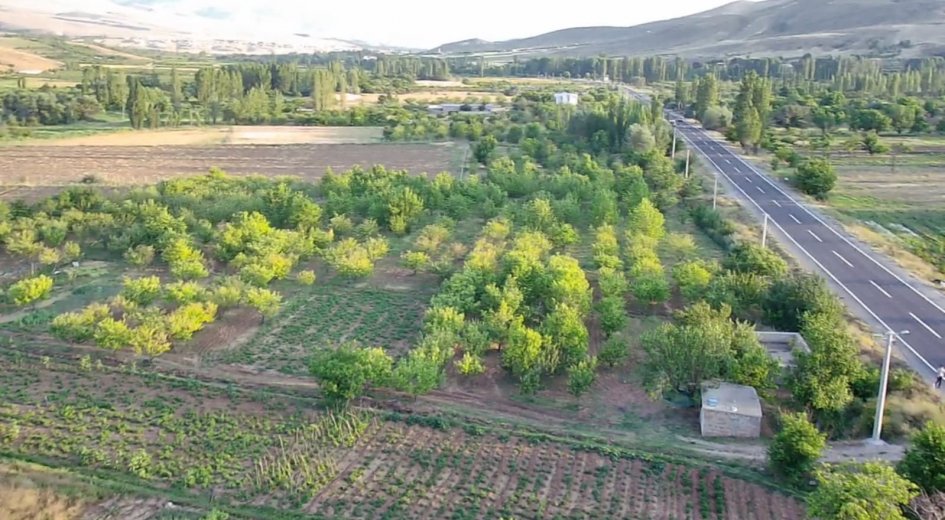 ANA YOLA SIFIR ELEKTRİĞİ SUYU OLAN 6.100 m² DİKİLİ BAHÇE