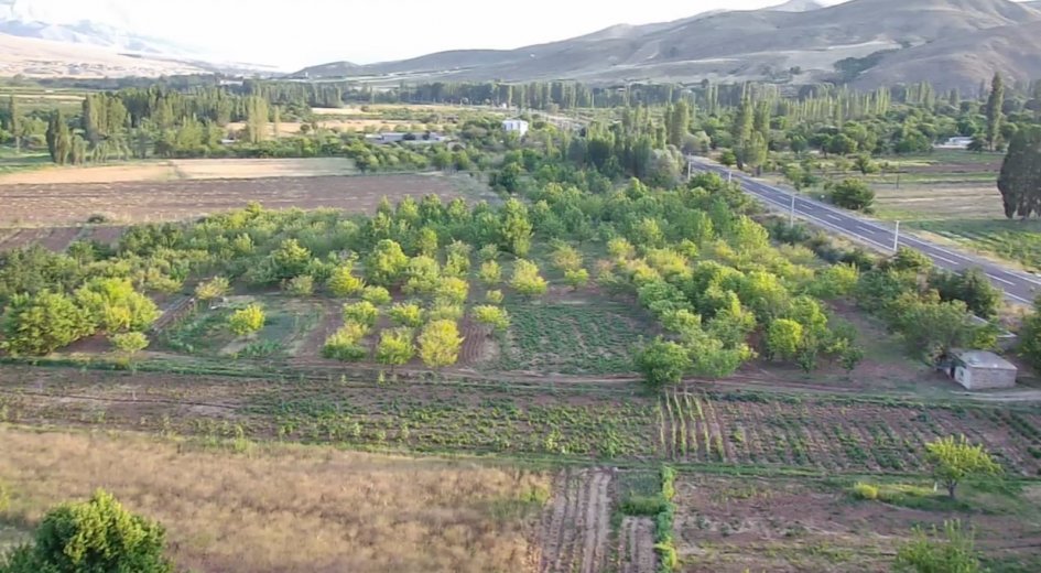 ANA YOLA SIFIR ELEKTRİĞİ SUYU OLAN 6.100 m² DİKİLİ BAHÇE