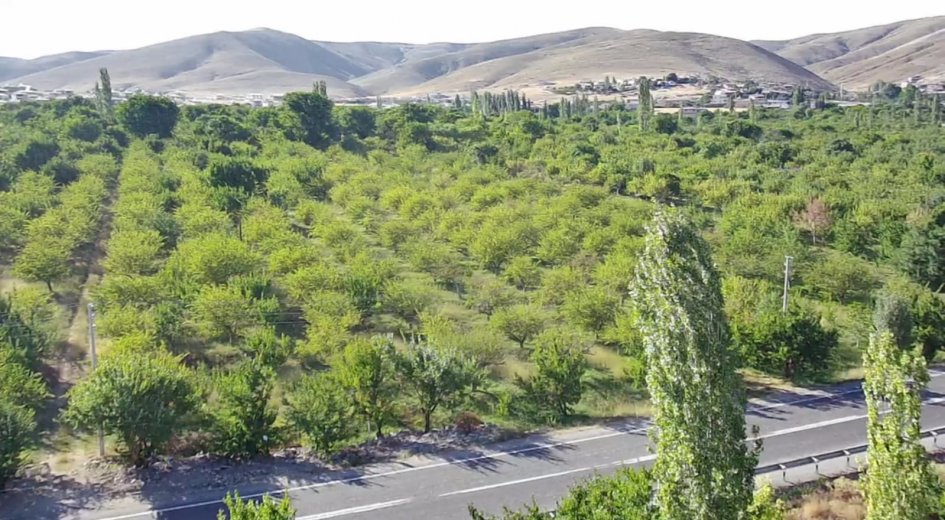 ANA YOLA ASFALTA SIFIR ELEKTRİK VE SU SORUNU OLMAYAN 	8.431 m² DİKİLİ BAHÇE - Fotoğraf 7 | Turasan Emlak Niğde