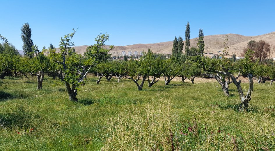 15.000m² ELMA BAHÇESİ ELEKTRİK ABONELİĞİ VE DEPO İLE EV OLAN - Fotoğraf 9 | Turasan Emlak Niğde