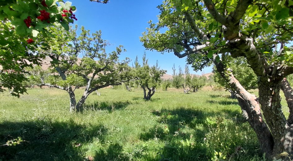 15.000m² ELMA BAHÇESİ ELEKTRİK ABONELİĞİ VE DEPO İLE EV OLAN - Fotoğraf 10 | Turasan Emlak Niğde
