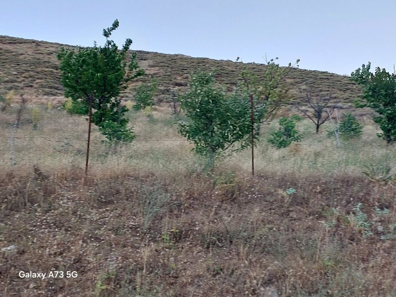 Bademderede Yola Yakın 9.618 m² Satılık Müstakil Ev & Bahçe - Fotoğraf 37 | Turasan Emlak Niğde