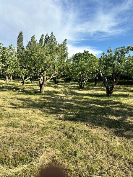 BADEMDERE'DE YOLA SIFIR, ELEKTRİKLİ, 16 DÖNÜM MEYVE - Fotoğraf 9 | Turasan Emlak Niğde