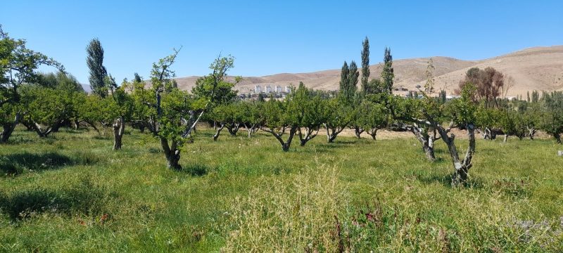 BADEMDERE'DE YOLA SIFIR, ELEKTRİKLİ, 16 DÖNÜM MEYVE - Fotoğraf 2 | Turasan Emlak Niğde