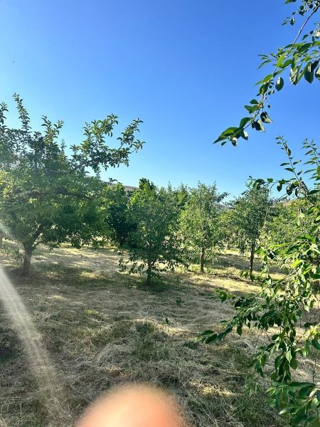 BADEMDERE'DE YOLA SIFIR, ELEKTRİKLİ, 16 DÖNÜM MEYVE - Fotoğraf 16 | Turasan Emlak Niğde