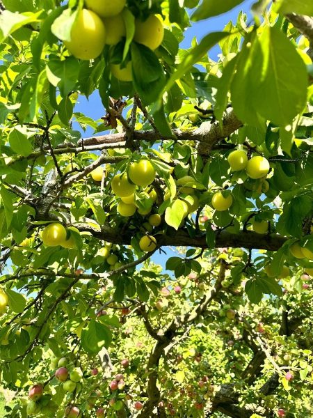 BADEMDERE'DE YOLA SIFIR, ELEKTRİKLİ, 16 DÖNÜM MEYVE - Fotoğraf 24 | Turasan Emlak Niğde