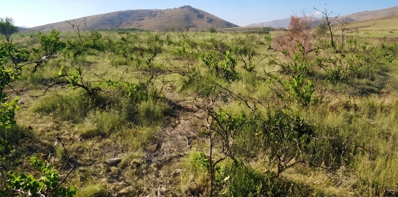 Burç Köyünde Ev ve Elektrik Aboneliği bulunan 5238m² Kupon Tarla - Fotoğraf 11 | Turasan Emlak Niğde