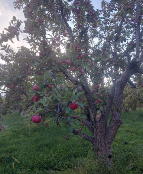 ÇAMARDI ECEMİŞ ÇAYINA SIFIR SATILIK 8.777m2 BAHÇE - Fotoğraf 4 | Turasan Emlak Niğde