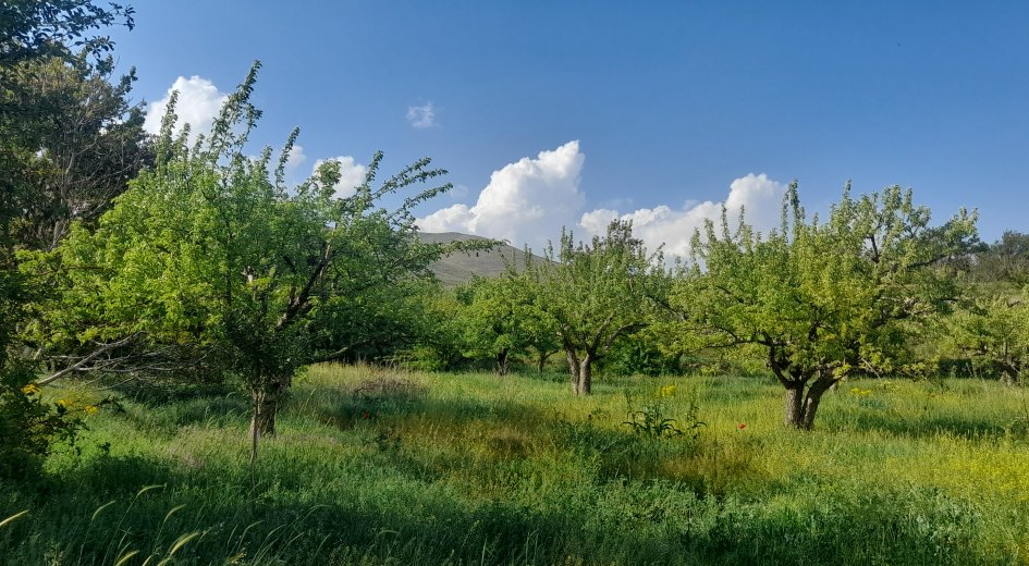 5.743.51m² ELMA BAHÇESİ - Fotoğraf 1 | Turasan Emlak Niğde