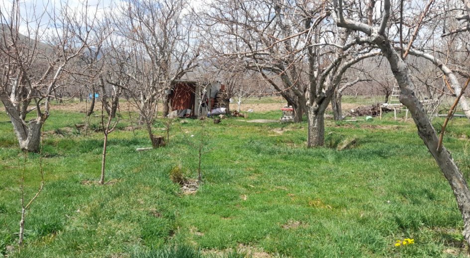 EYNELLİ KÖYÜNDE ÇAMARDI YOLUNA YAKIN |  KARIŞIK MEYVELİ ELMA BAHÇESİ - Fotoğraf 1 | Turasan Emlak Niğde
