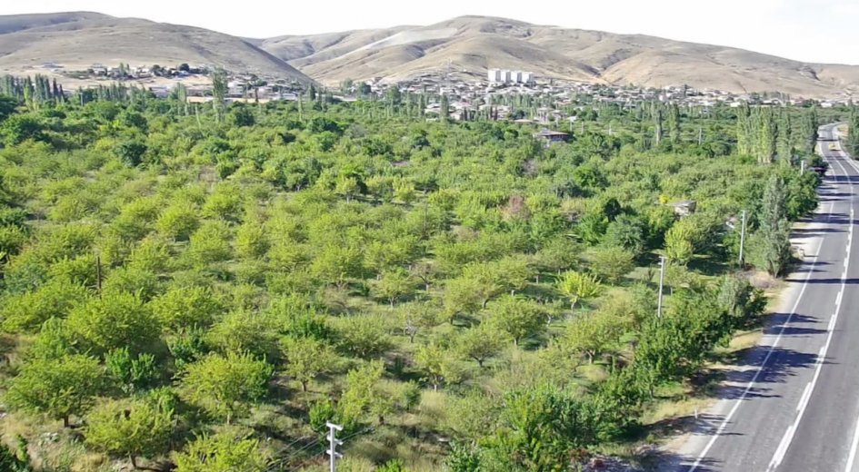 ANA YOLA ASFALTA SIFIR ELEKTRİK VE SU SORUNU OLMAYAN 	8.431 m² DİKİLİ BAHÇE - Fotoğraf 1 | Turasan Emlak Niğde